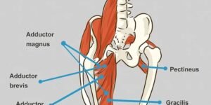 Massagem para dor na virilha. tratamento e alívio das dores. Vico Massagista e Quiropraxia - (48) 98468-7452 | (48) 3094-5746